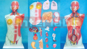 85 CM TALL HUMAN TORSO MODEL SHOWING LYMPHIC DISTRUBUTION WITH ORGANS